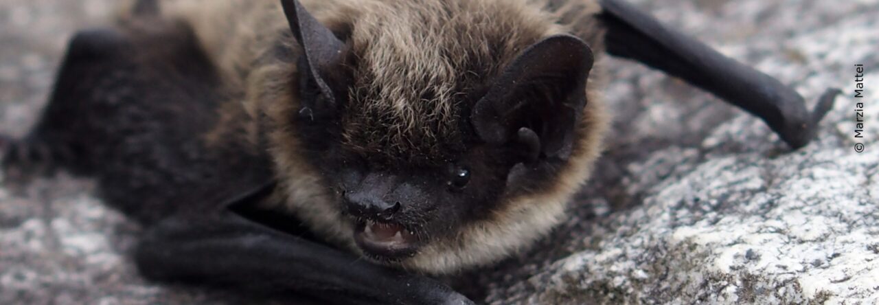 Pipistrelli: 6 curiosità da non perdere 
